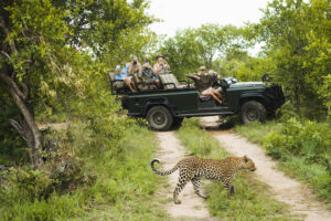 Safari Adventure- Wildlife Safaris in Africa